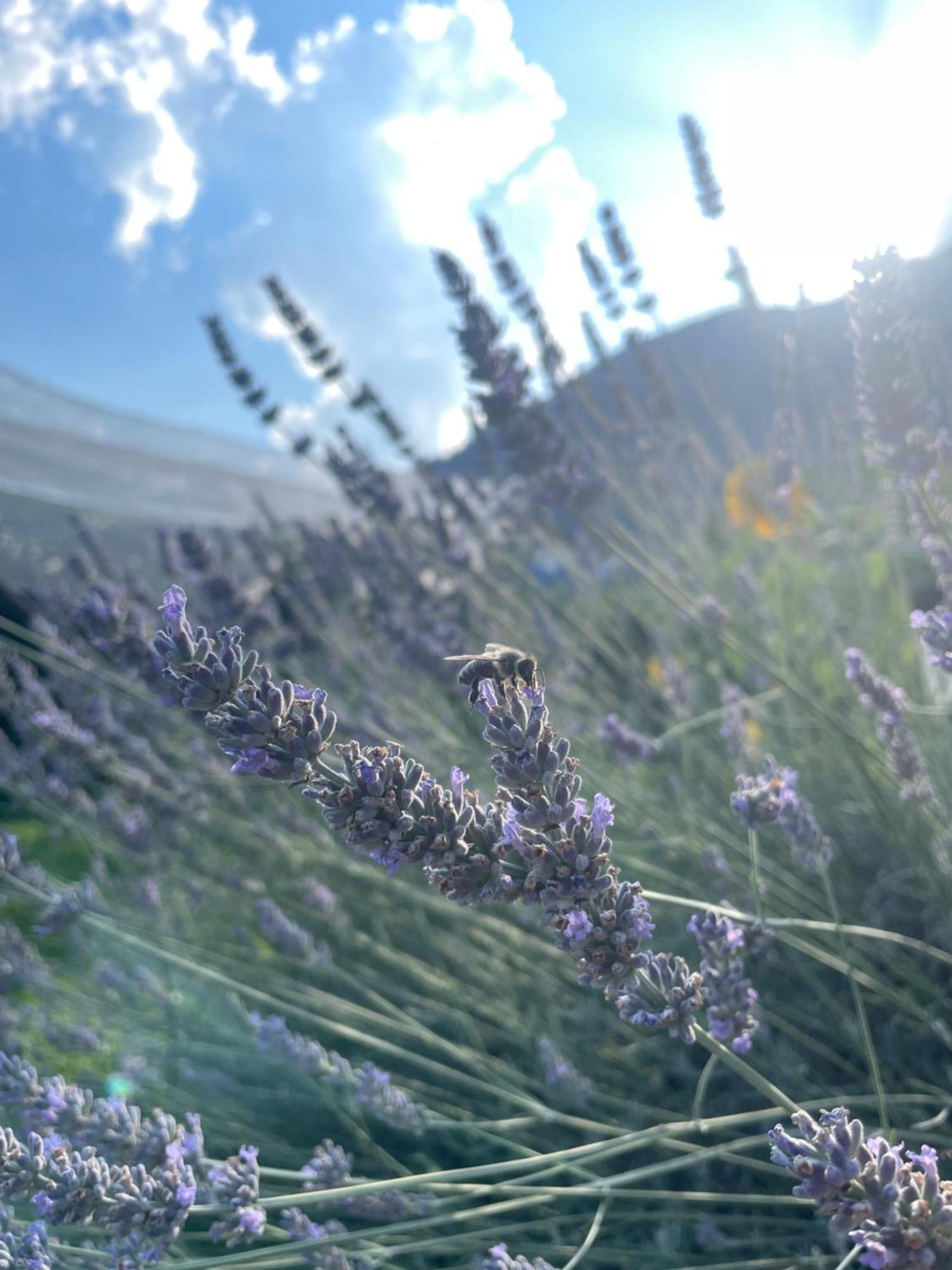 Agriturismo Girasole Fai della Paganella Bagian luar foto